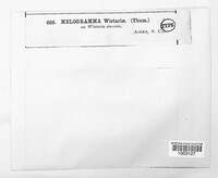 Melogramma wisteriae image